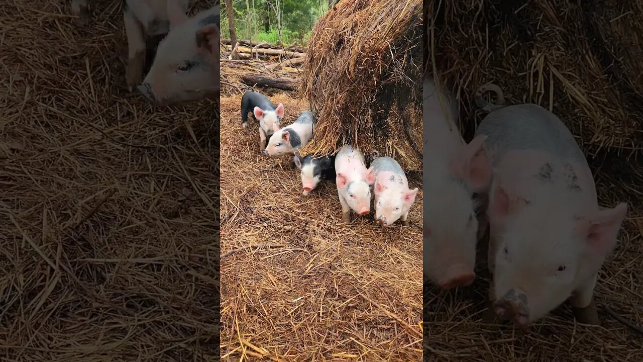 Good Morning Little Piggies @UncleTimsFarm #kärnəvór #carnivore #shorts #hereford #freerangepigs