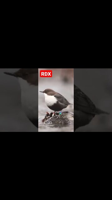 Bird Beauty of Nature