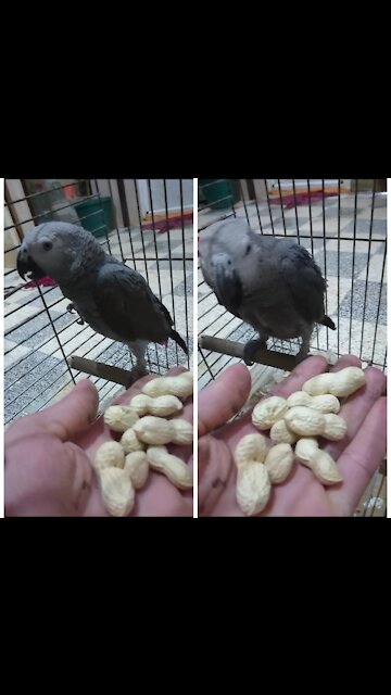 Cookie parrot is afraid of me and does not want to eat from my hands, is he sick? 💔
