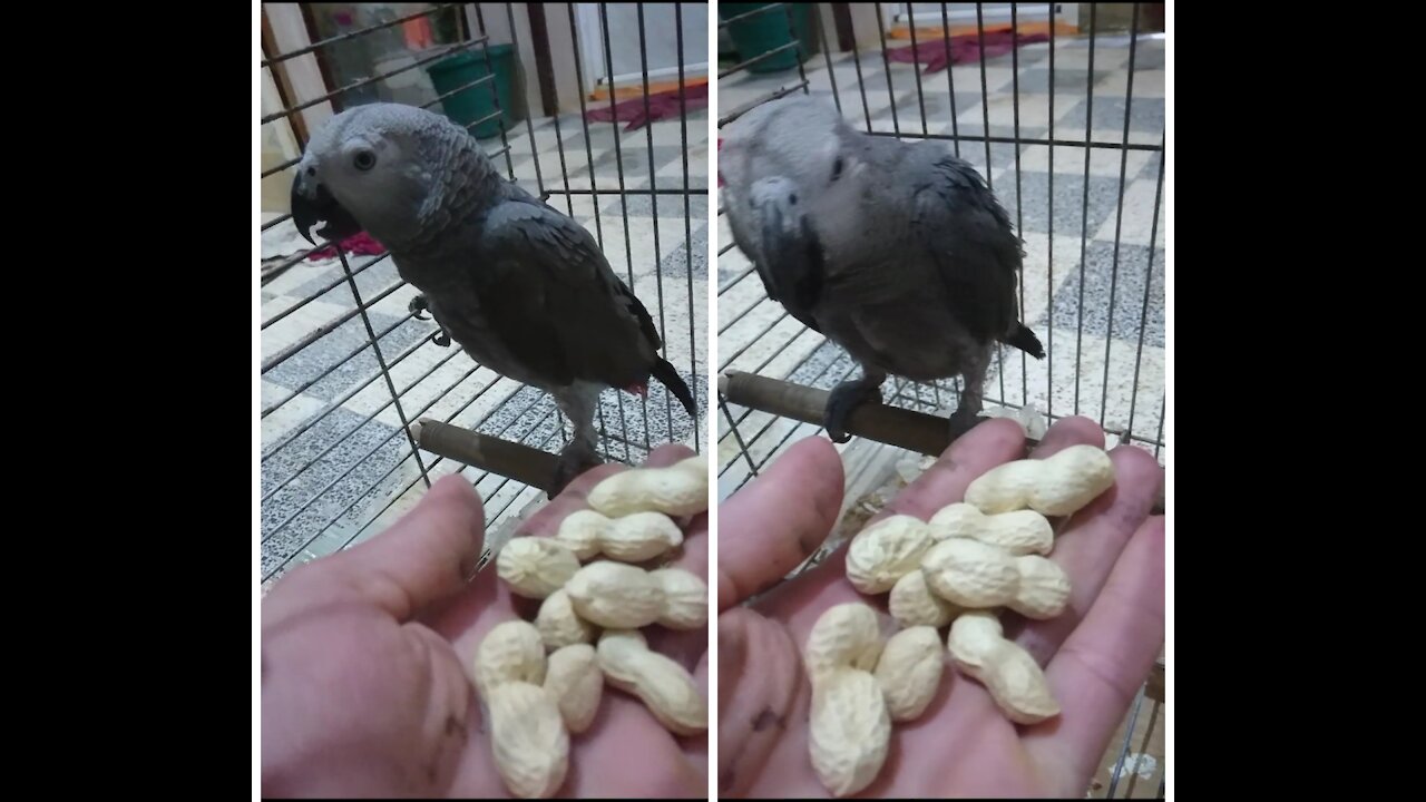 Cookie parrot is afraid of me and does not want to eat from my hands, is he sick? 💔