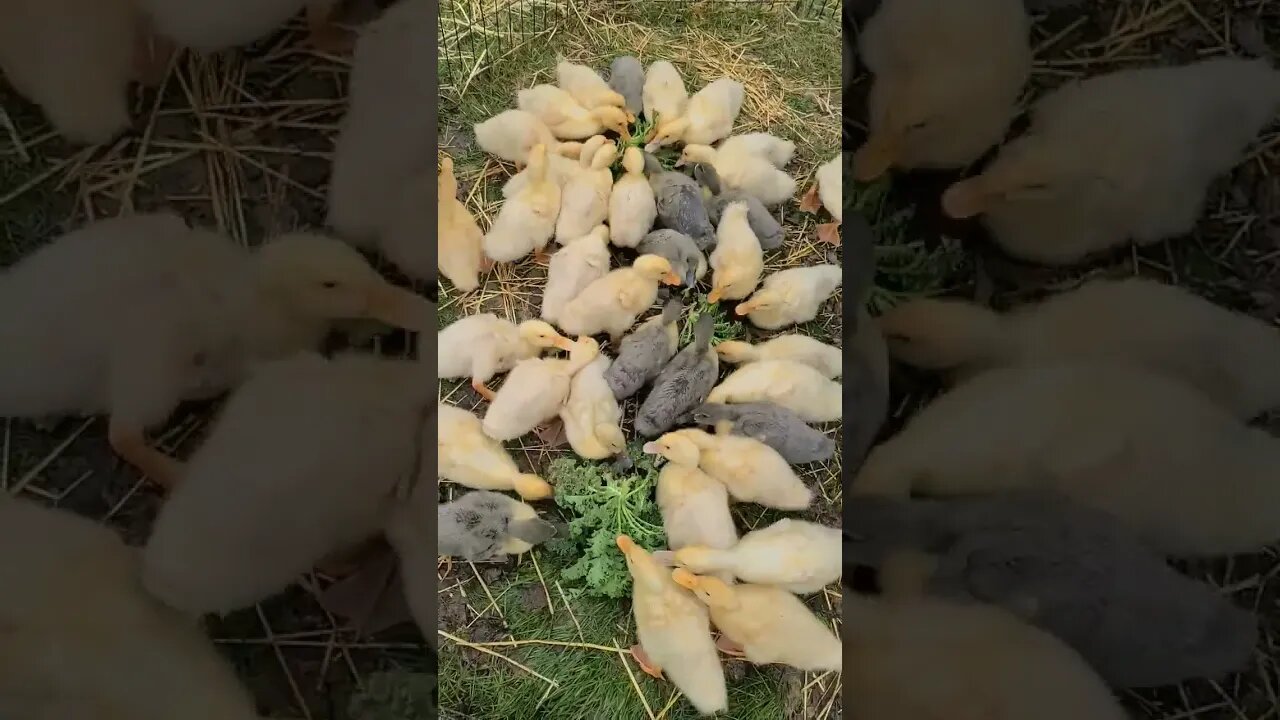 Baby Ducks love Kale #Shorts