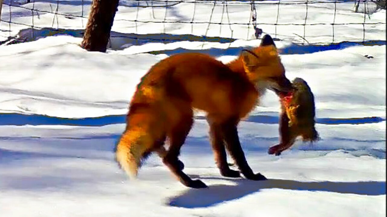 Red-tailed Fox caught a squirrel!