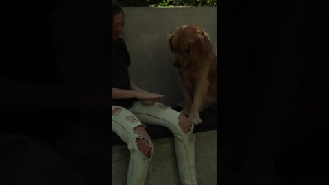 Funniest and Cutest Dog training New #Shorts, #71