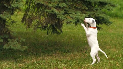 Bull terrier stands on its hind legs