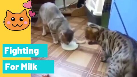 Funny Cat Fighting For Milk