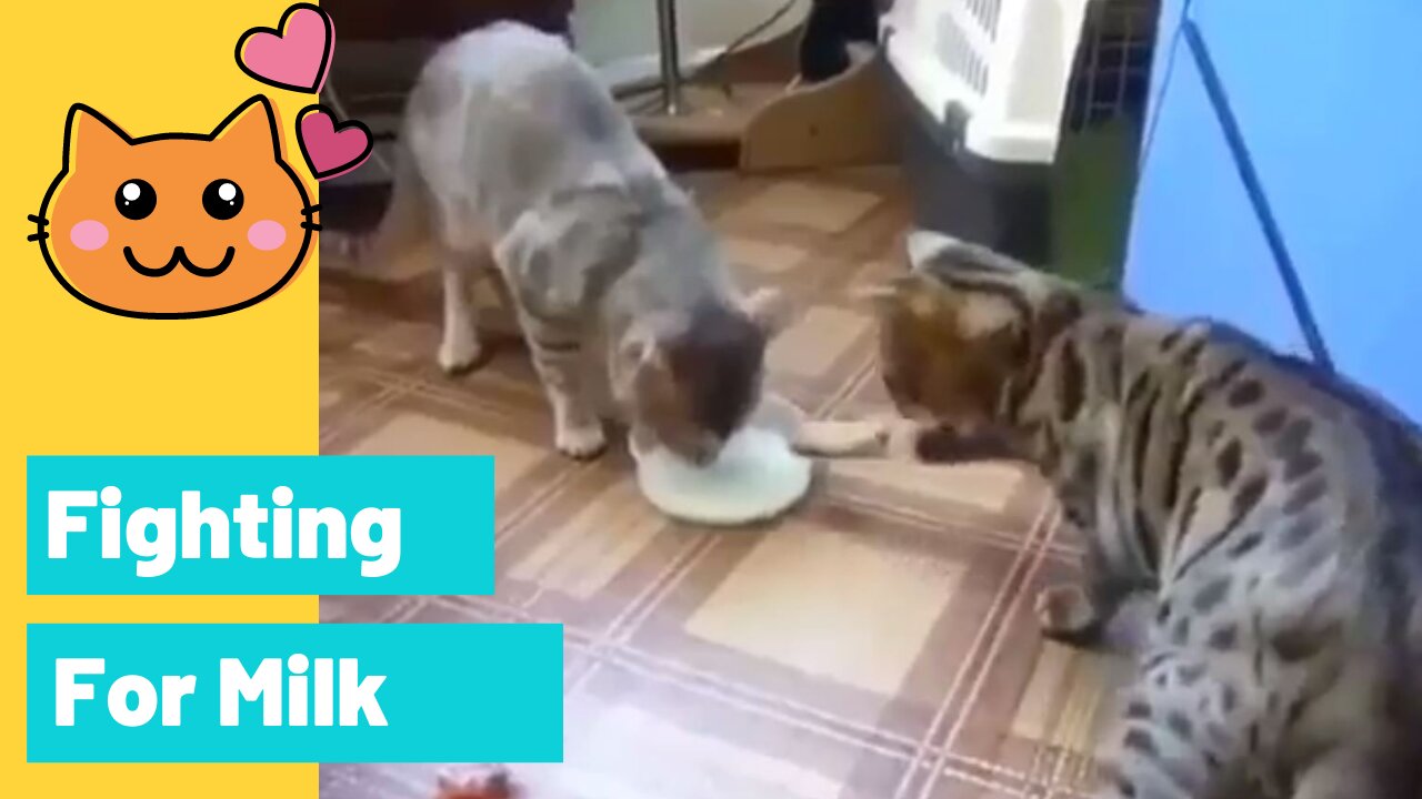 Funny Cat Fighting For Milk