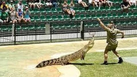 steve irwin australia zoo review