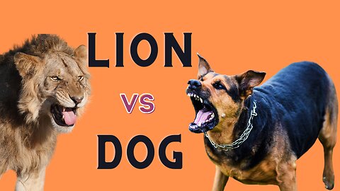 dog with Lion & Tiger ( Huge Prank Box)