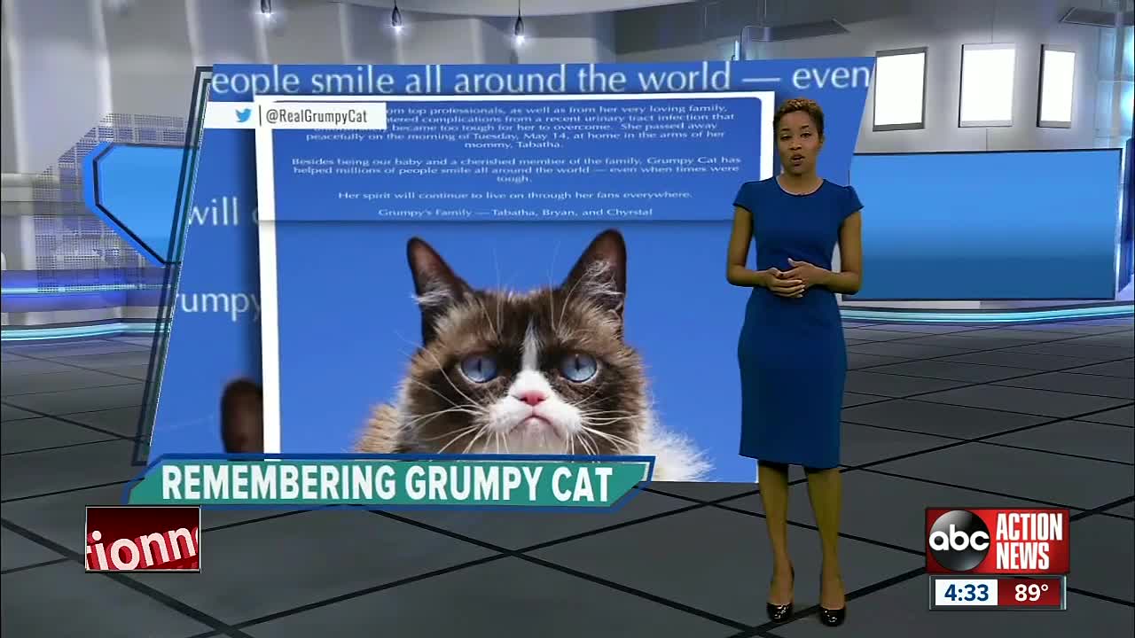 Social media star 'Grumpy Cat' dies at age 7