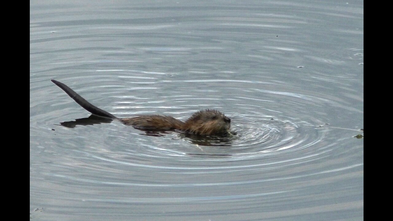 The muskrat feeds on algae in the river pasture