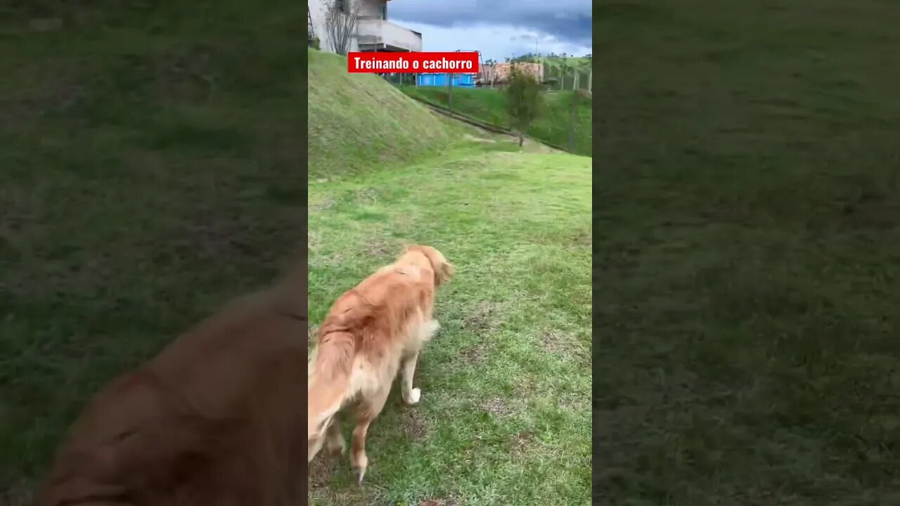 Treinando um Golden. #dog #animals #traning