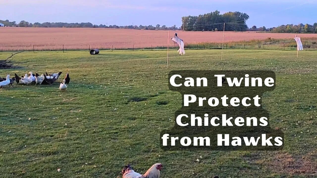 Can Twine Protect Chickens From Hawks