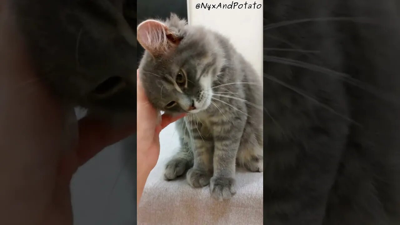 Adorable Kitten Potato Gets Head Rubs = Contented Cat