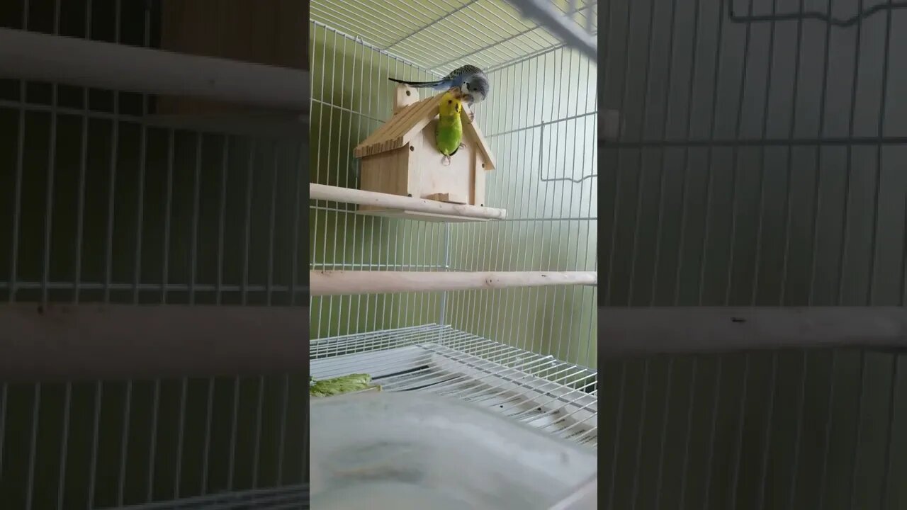 Mated Budgies In Nesting Box!🤗 #shorts #youtubeshorts #budgies #animallover
