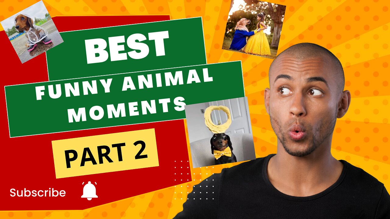 Funny Animals Viral Movie