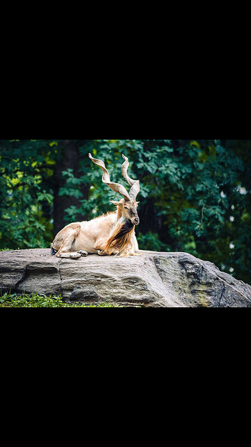 Successful Conservation Efforts