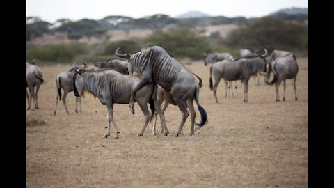 wildebeest is always prey to predators but even so they mate and breed a lot of young