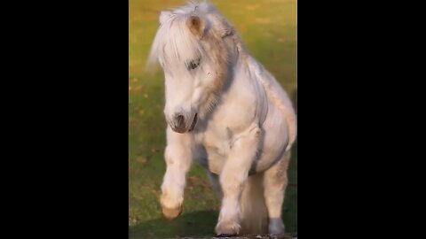 cute animals,cute pony hourse baby,acting,viral,