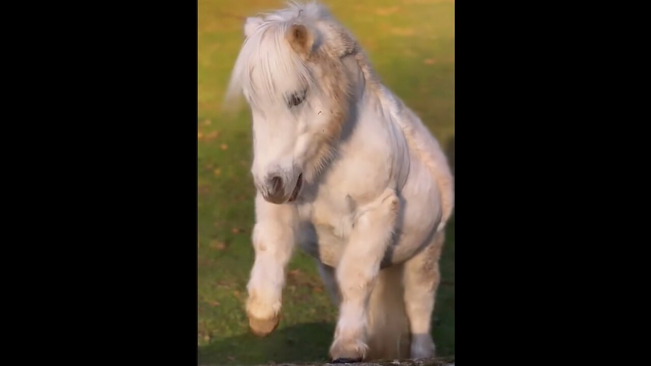 cute animals,cute pony hourse baby,acting,viral,