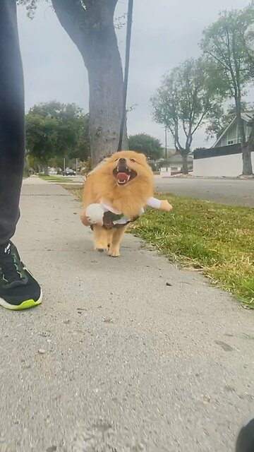 Dog loves to party #funnydog #cutedog #pomeranian #dog #pupppy