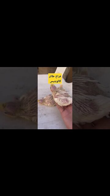 فراخ طائر الكالوبتيس