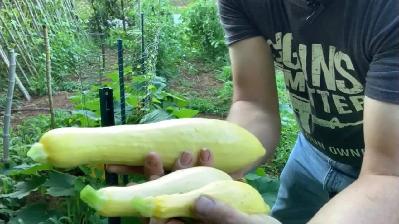 Prepper Garden: First Pickings From The Garden