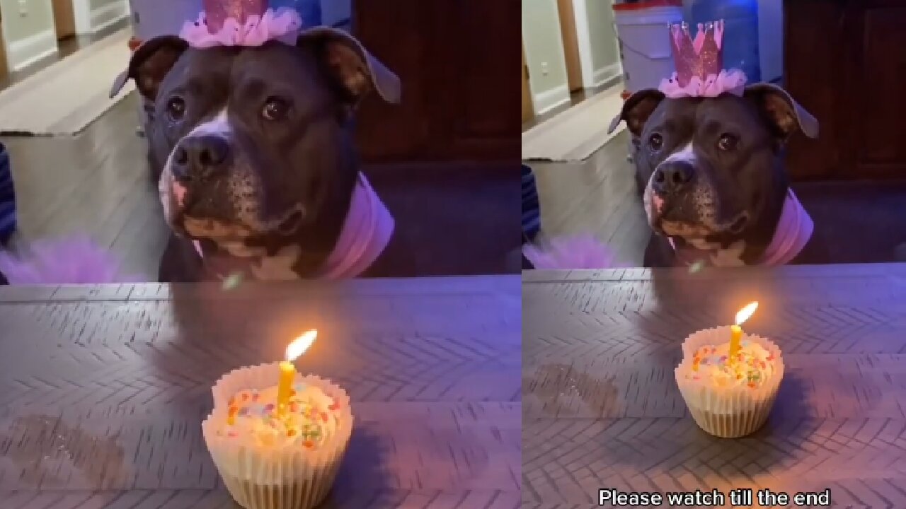 A beautiful birthday for this beautiful dog, see his reaction