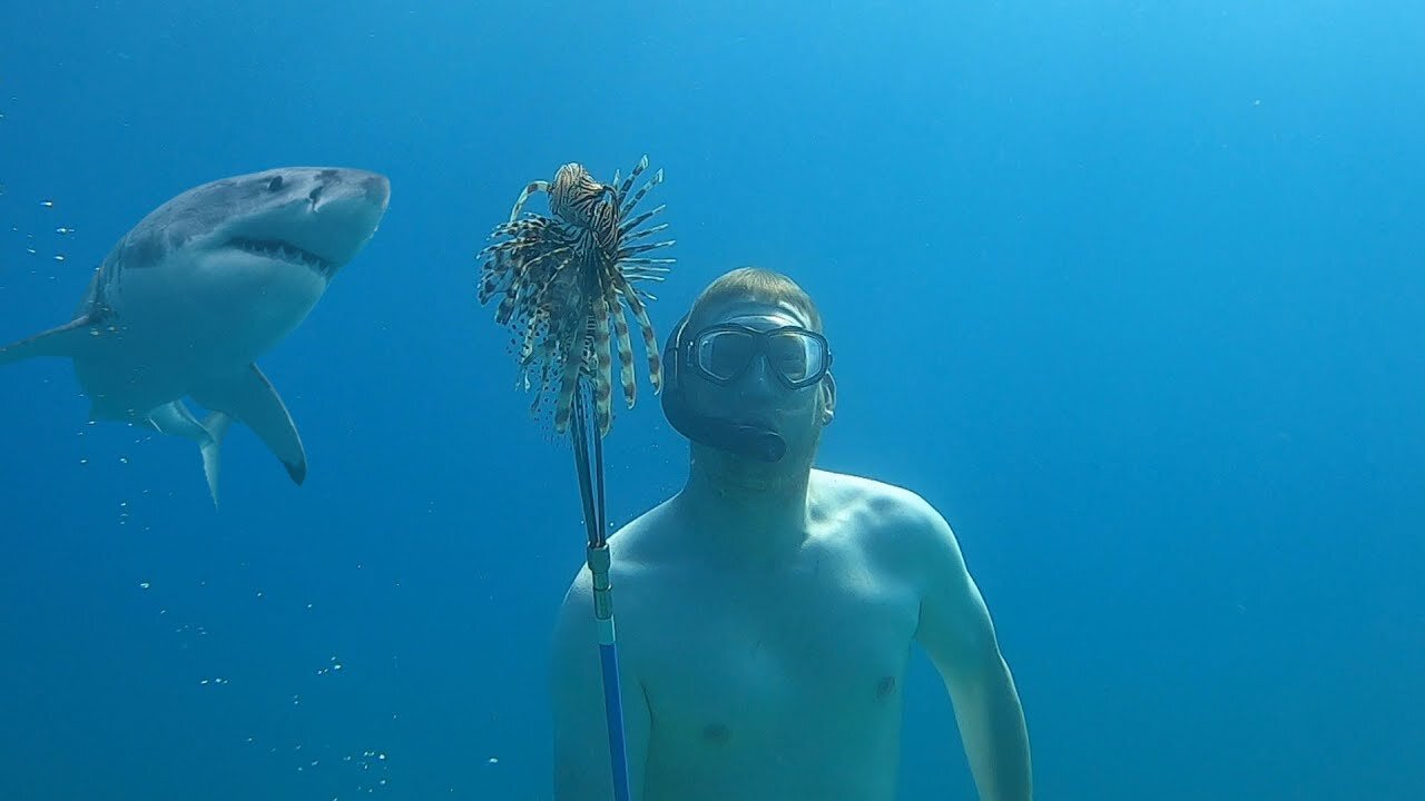 Invasive Fish Catch & Cook - Spear Fishing Lionfish with my Kids