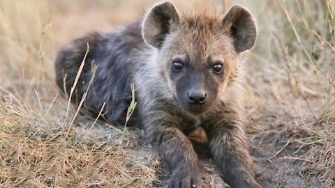 Baby Hyenas Screaming and Getting Into Mischief.