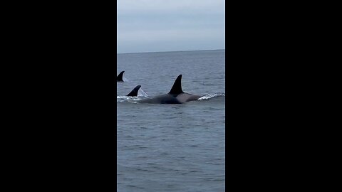 shark