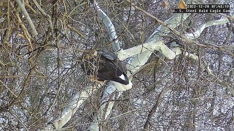 USS Eagles - Mom gets stick from nest tree