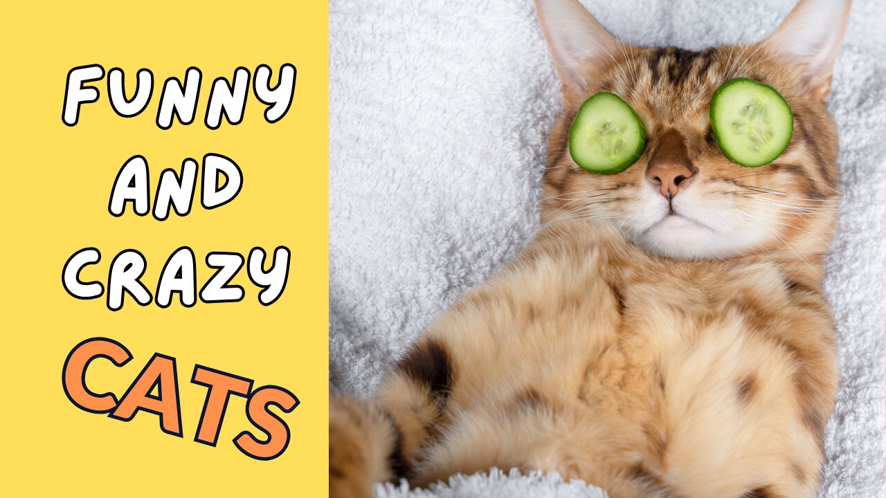 Funny and Crazy Orange Cats