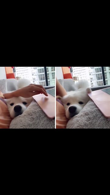 Adorable samoyed makes it very difficult to work from home