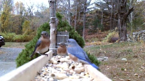 Bird camera with few different birds