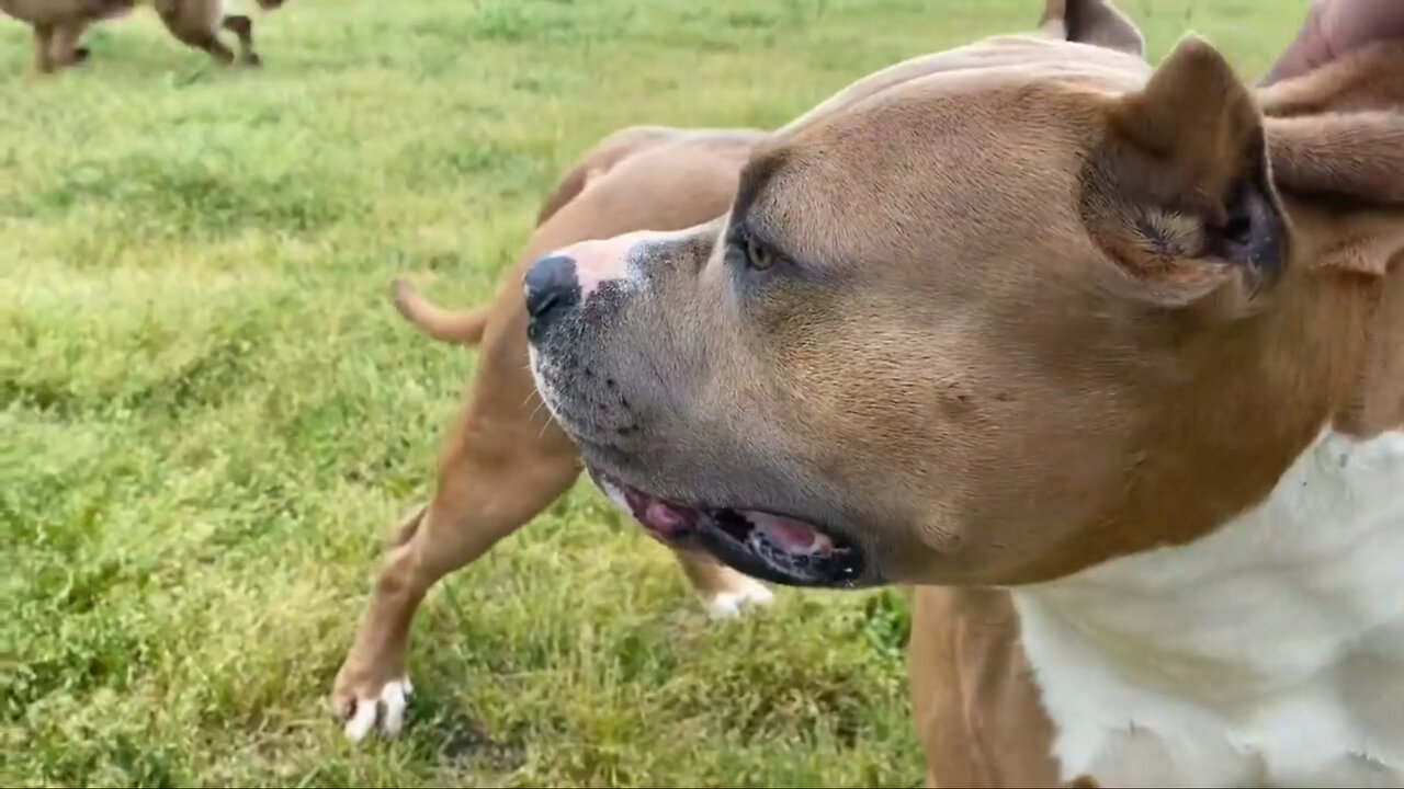 Pitbull visites the dog park