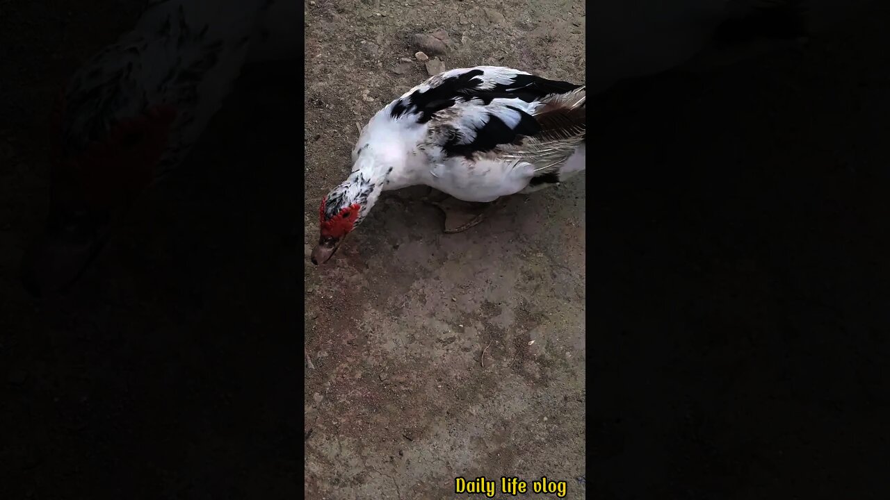 Aggressive duck wants to bite people