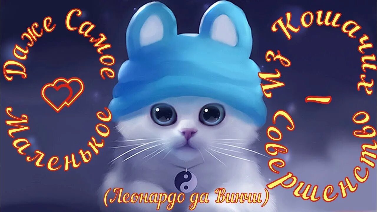 Смешные коты из Тик Ток 9 Funny cats from Tik Tok