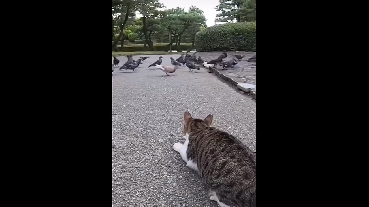 Cat hunts birds