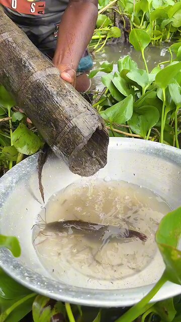 Unique Fishing traps. How to catch fish in primitive way.
