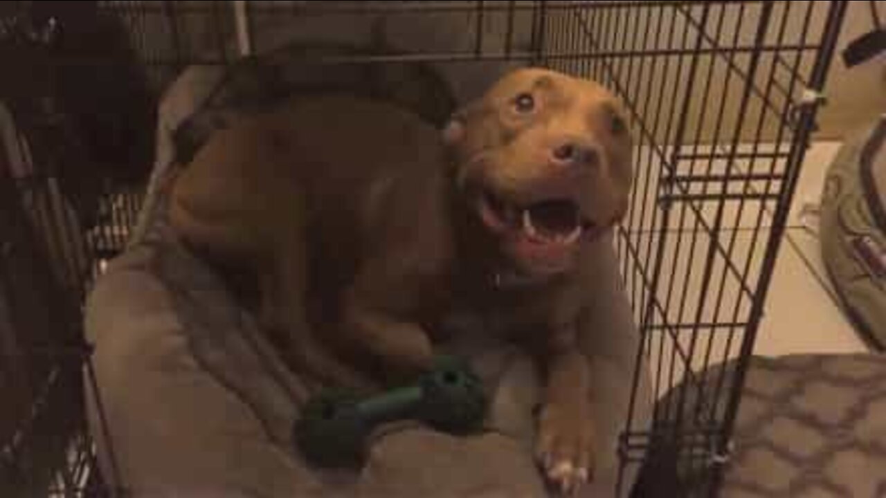 飼い主の子守歌で眠りに落ちる可愛い犬