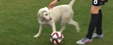 Watch A Dog Brought A Football Match To A Halt