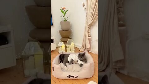 Mimicko Kitten is relaxing