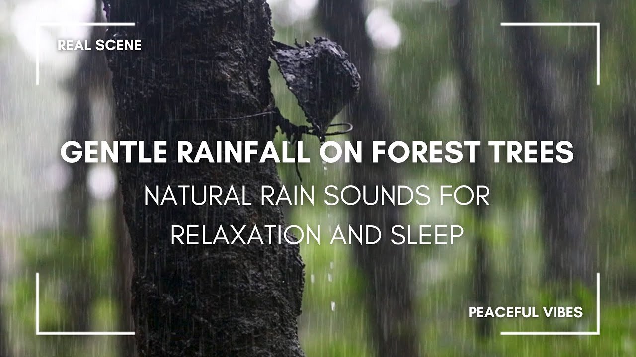 Gentle Rainfall on Forest Trees - Natural Rain Sounds for Relaxation and Sleep | Real Rain Video