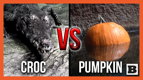 Croc VS. Pumpkin -- Crocodile Targets and Hunts Pumpkin Weeks Before Halloween