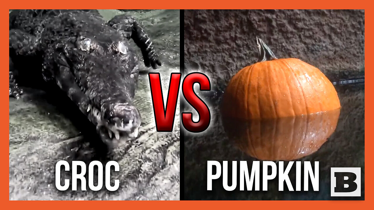 Croc VS. Pumpkin -- Crocodile Targets and Hunts Pumpkin Weeks Before Halloween