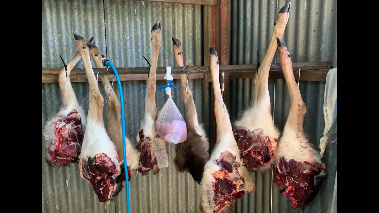 Hunting Glenn Innes 2021