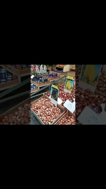 Netherlands Christmas