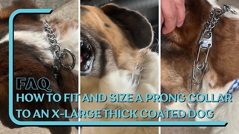 How To Fit And Size A Prong Collar On An X-Large Short Medium Coated Dog With Matilda The St Bernard