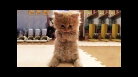 Cute Pets And Funny Animals Compilation #10 - Pets Garden
