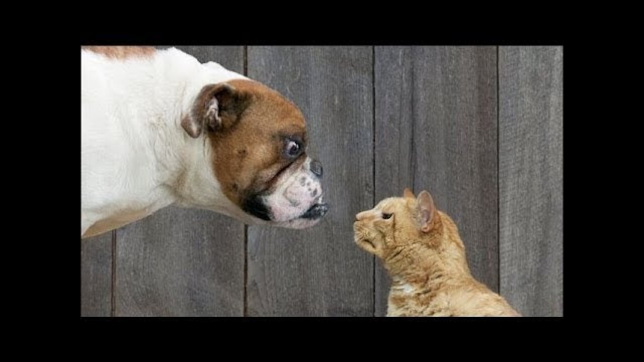 Funny Cute Animals in Home